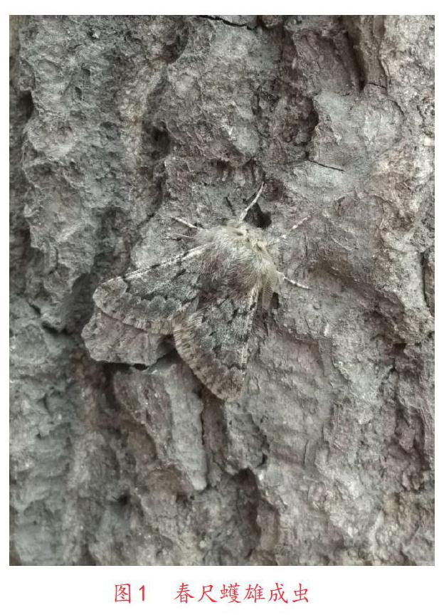 春尺蠖的蛹图片图片