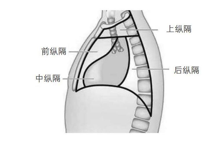 肺及纵隔解剖图图片