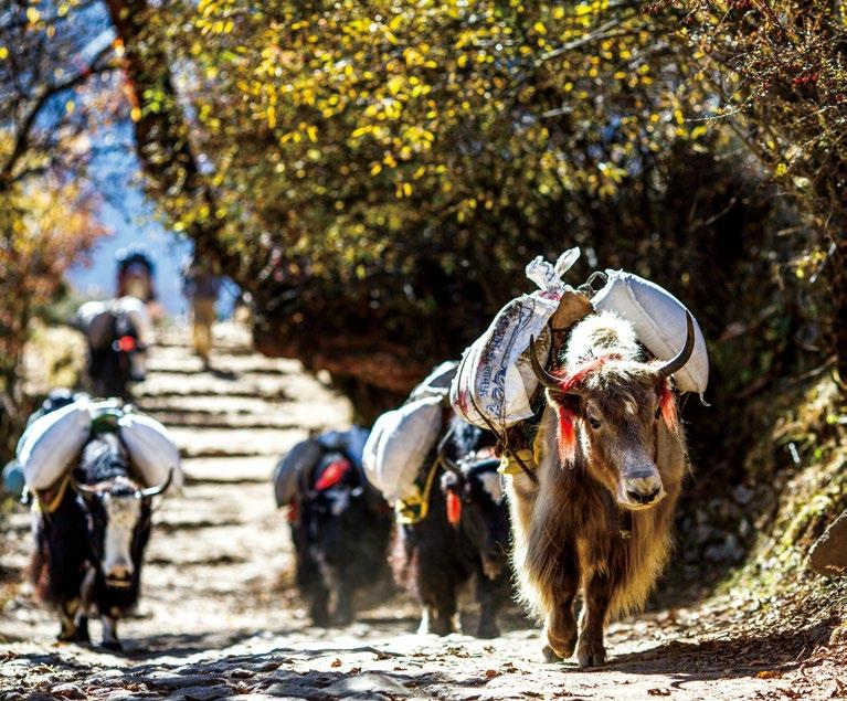 陳塘溝 最後一座陸路孤島上的夏爾巴人