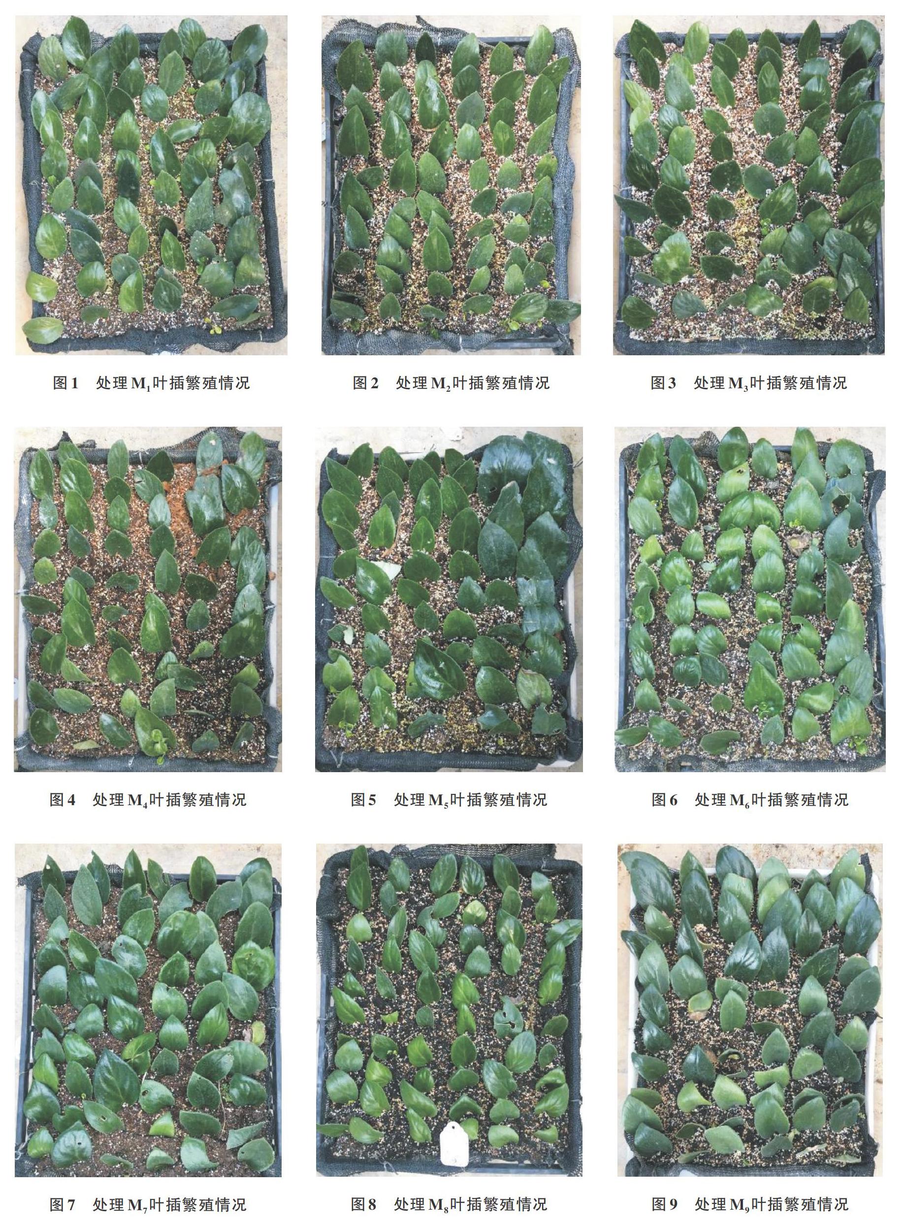 四种基质对大根报春苣苔叶插繁殖的影响 参考网