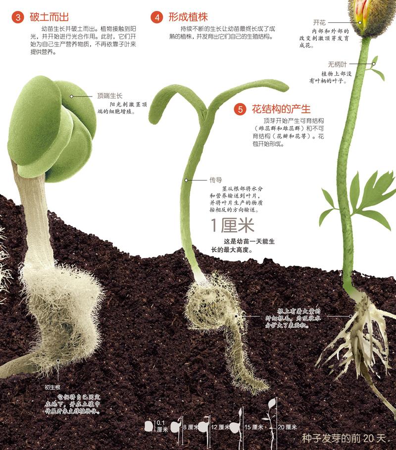 让我们一起来看看被子植物种子的成长经历吧!