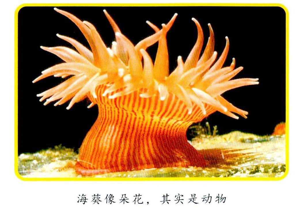 描写海葵的样子图片