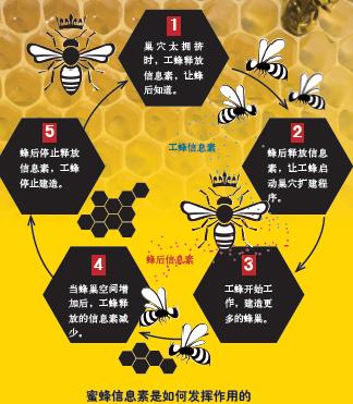 社会型昆虫,如蚂蚁,蜜蜂和白蚁可以合作建造复杂而精巧的结构,在建造