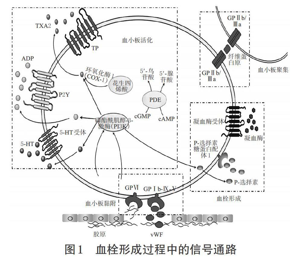 方法:以抗血小板血小板黏附血小板活化血小板聚集作用机制