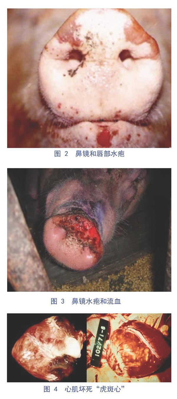 猪口蹄疫解剖症状图片