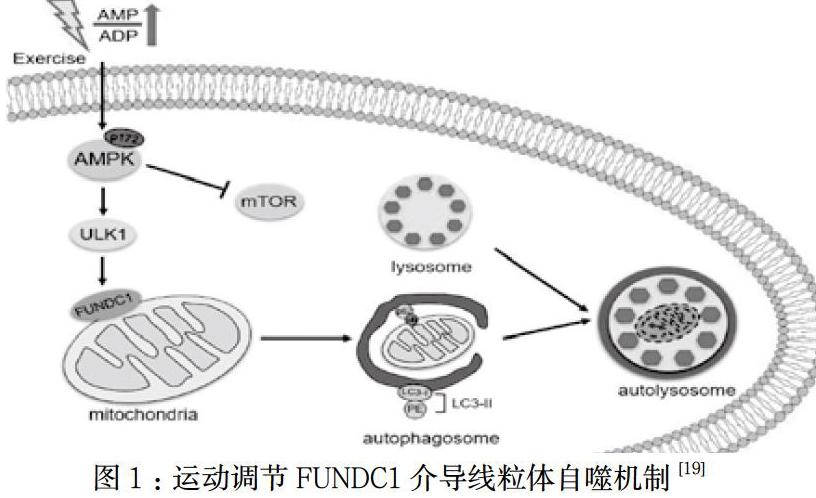 運動調節fundc1介導的線粒體自噬改善ad的機制研究