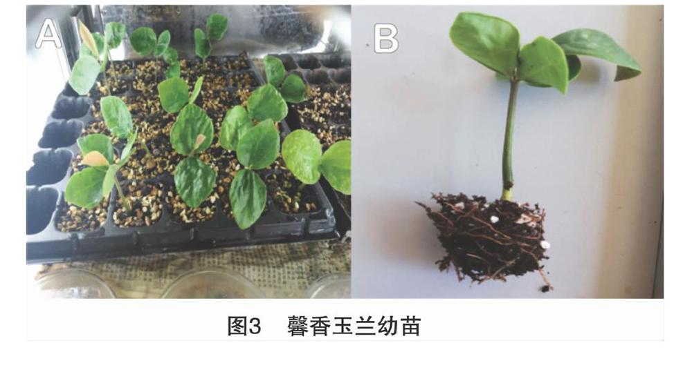 兰花种子怎么种图片