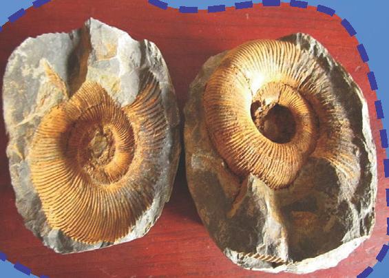 喜马拉雅山上的海螺化石