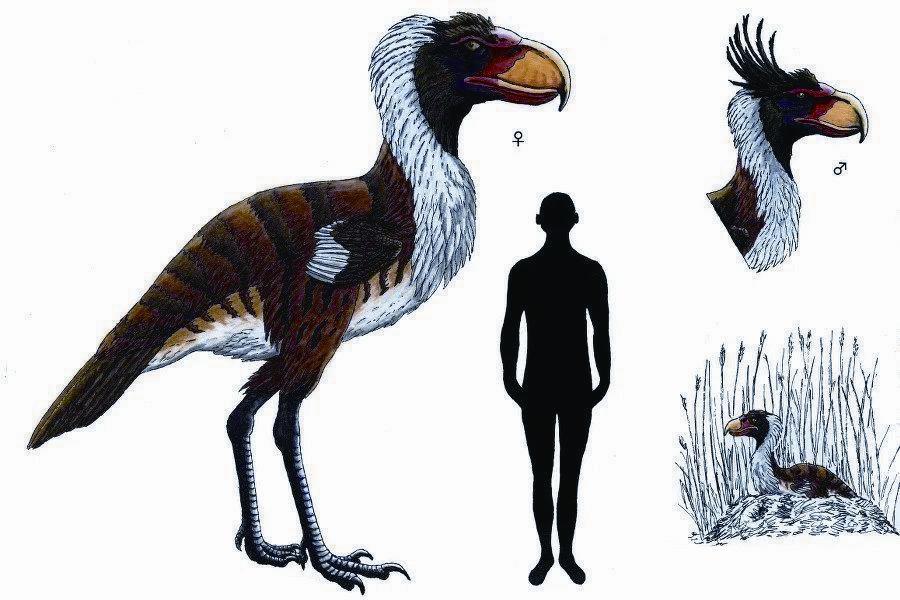 泰坦鸟,是一种非常大及不能飞的肉食性鸟类,其名字是以古希腊神话