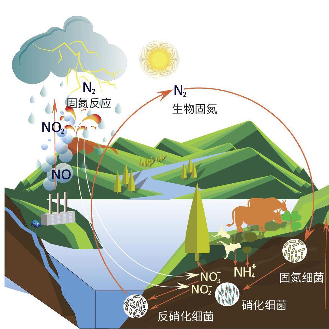 地球的氮循环始于氮气,土壤中的某些细菌将其转化为生物可以利用的
