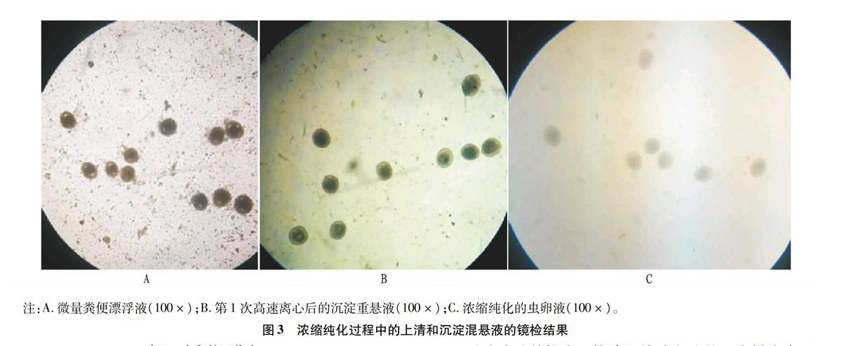 犬弓首蛔虫卵图片图片