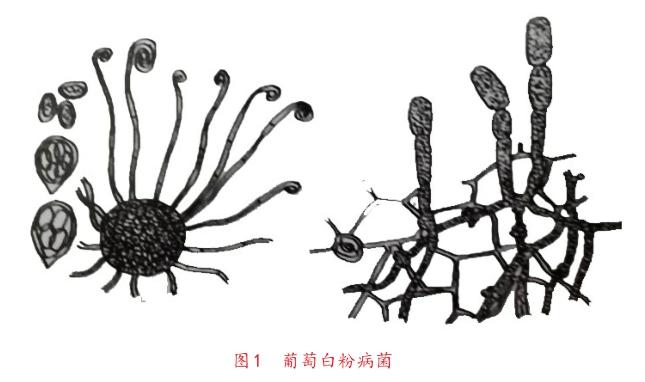 葡萄白粉病的危害及综合防治技术