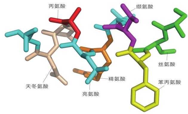 蛋白质分子示意图图片