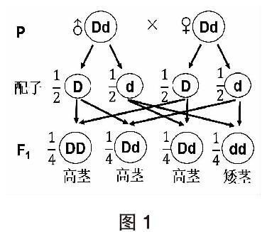 遺傳圖解在高中生物群體遺傳題型中解題應用