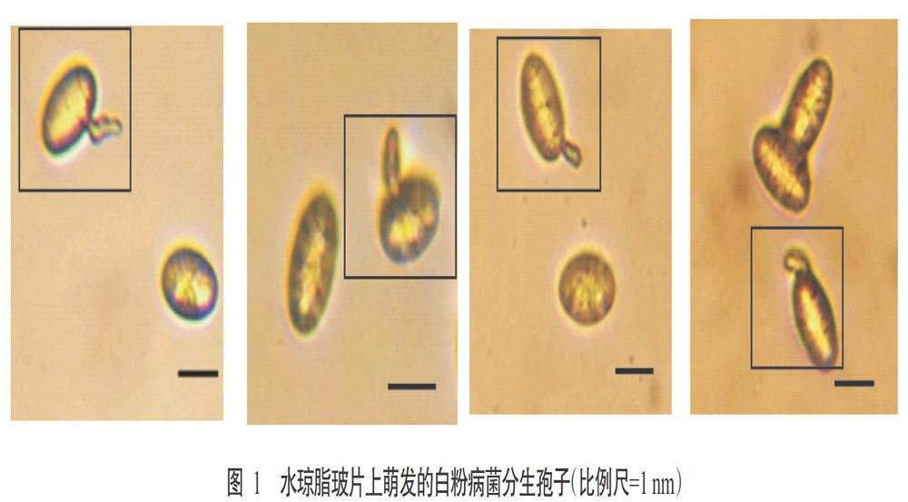 不同培养条件对苦瓜白粉病菌分生孢子萌发的影响