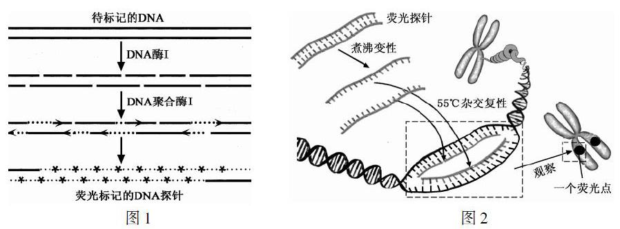 从一对同源染色体 辨析 有丝与减数分裂 参考网