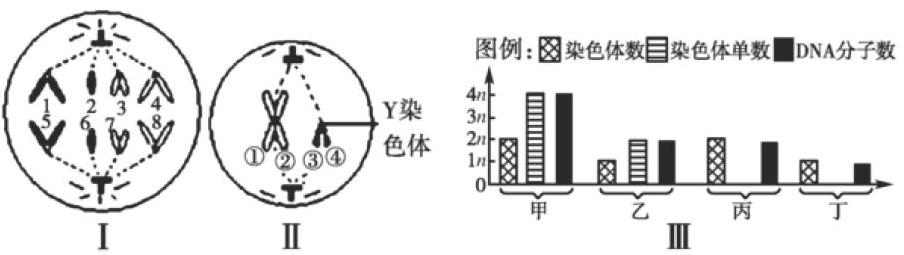 从一对同源染色体 辨析 有丝与减数分裂 参考网