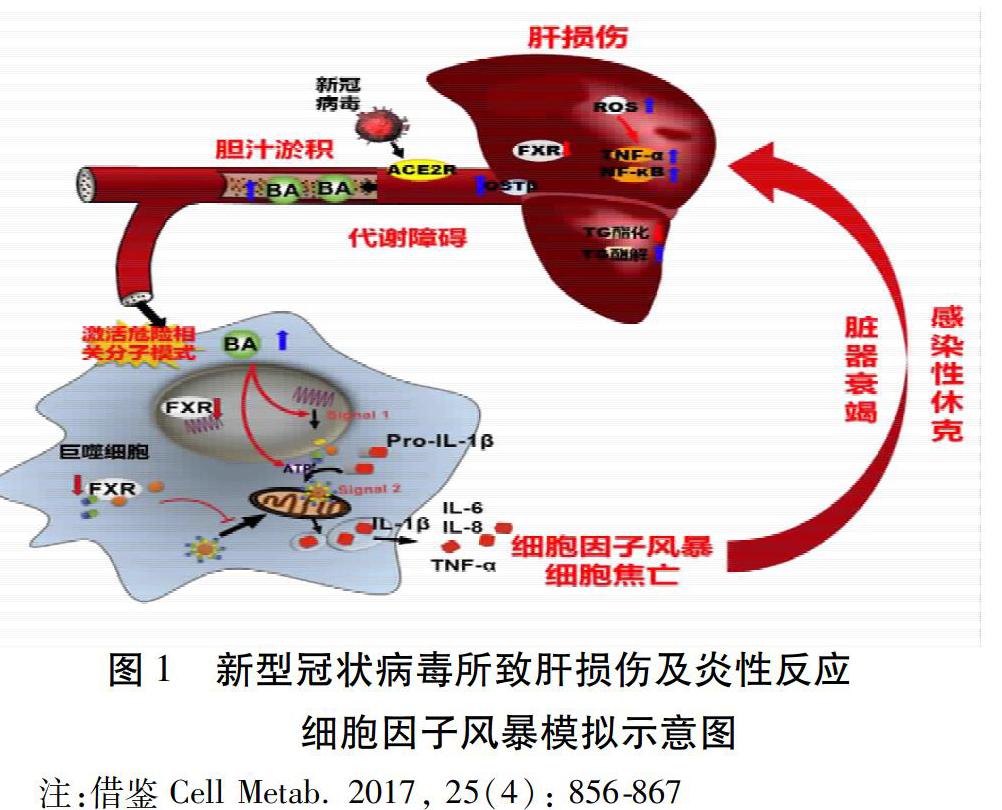 新型冠狀病毒肺炎治療中應關注肝損傷及防治中藥概述_參考網