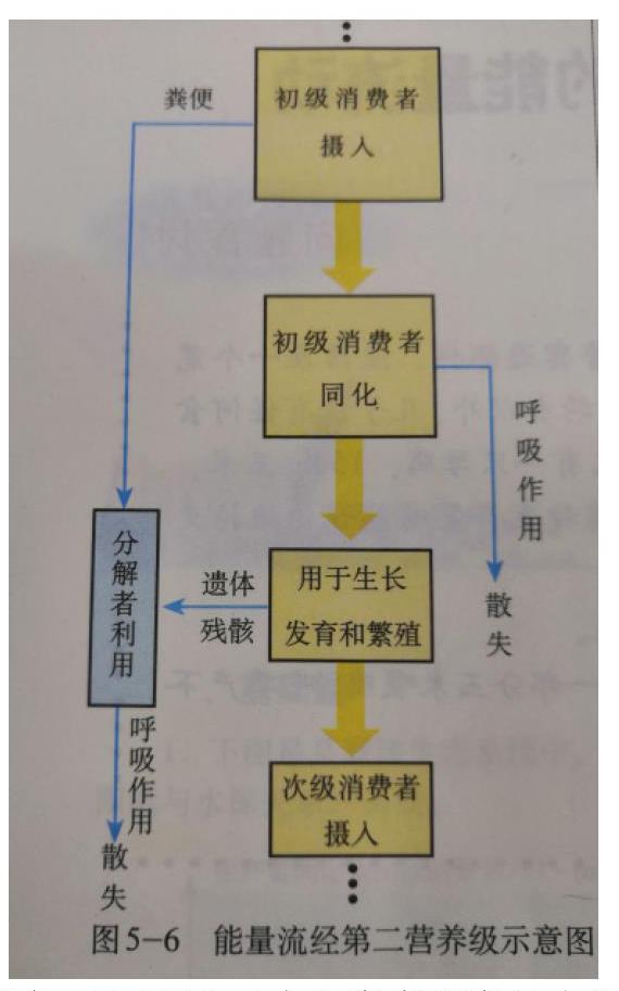 有关生物同化量能量传递效率计算的小见解