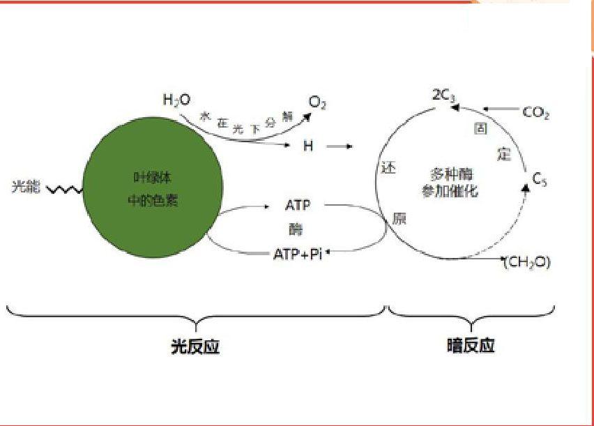 光合作用示意图 猜你喜欢 梭梭光合作用真菌