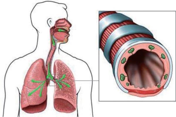 气管黏膜图片