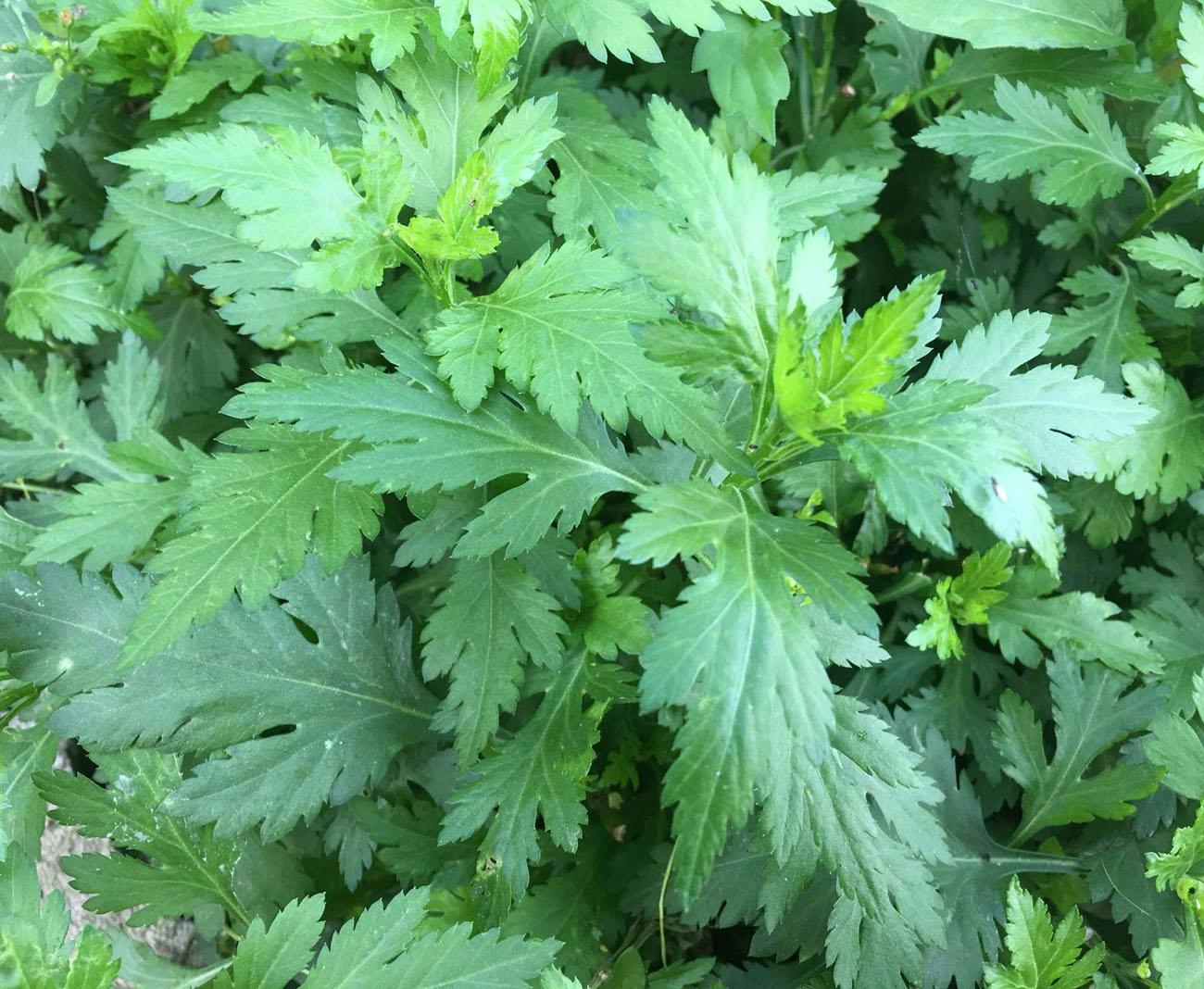 八卦洲菊花脑带你品味野菜鲜