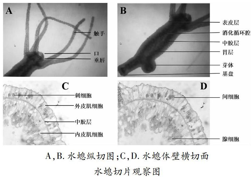 水螅观察实验整理 参考网