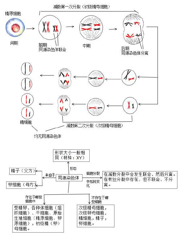 同源染色体的概念图片