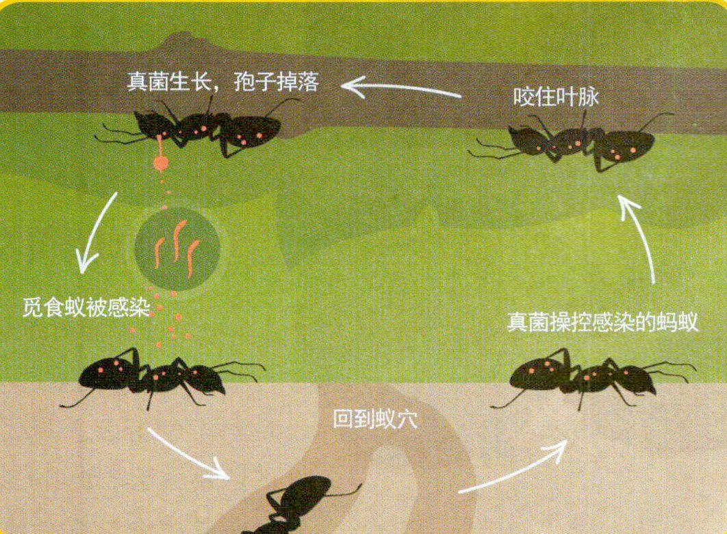 真菌趣谈 参考网