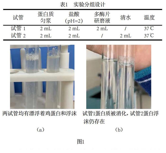 关于 食物的消化和吸收 的创新实验教学探讨 参考网