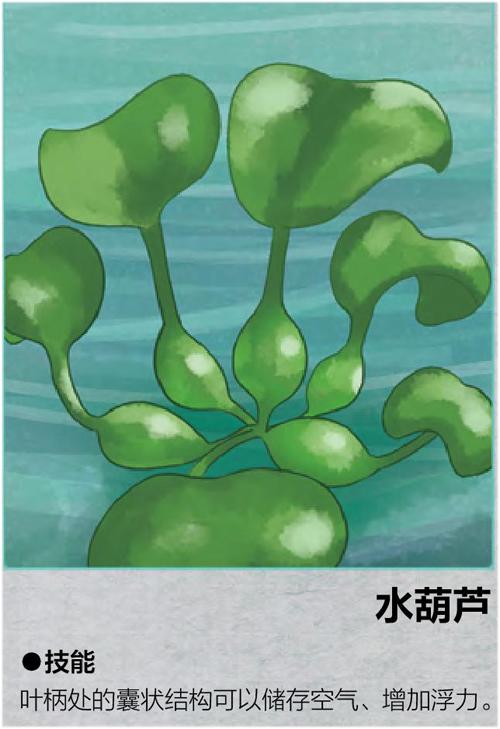 剖开的水葫芦叶柄简图图片