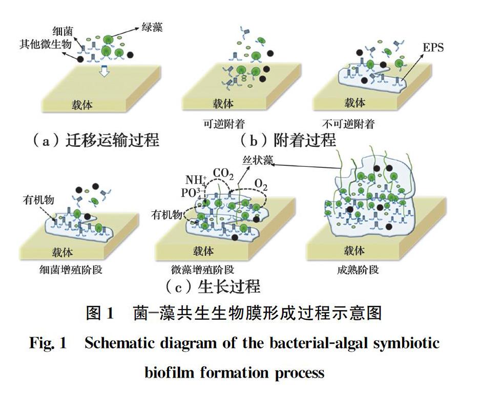 菌藻共生生物膜污水处理研究进展 参考网
