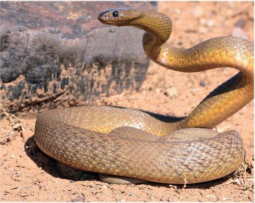 世界上最毒的蛇照片图片