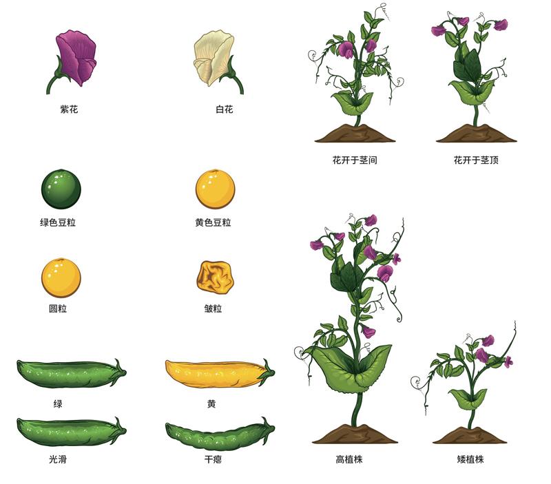 孟德尔用豌豆开创了现代遗传学