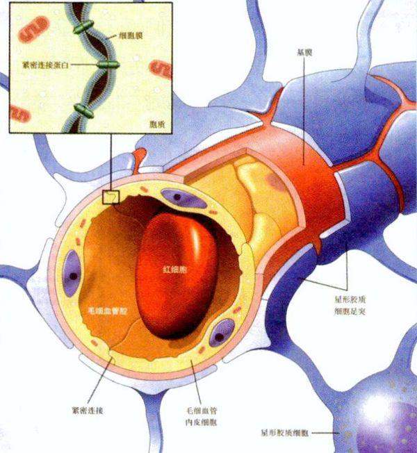血脑屏障三层结构图片