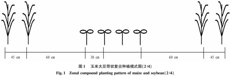 玉米二比空种植模式图图片