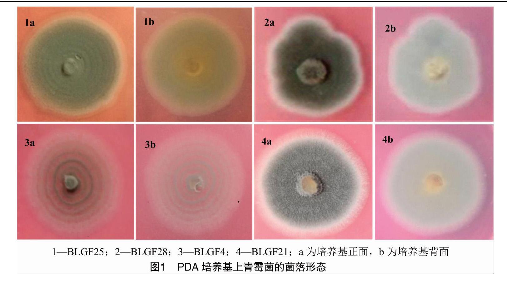 青霉菌落形态特征图片