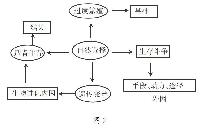 自然选择学说思维导图图片