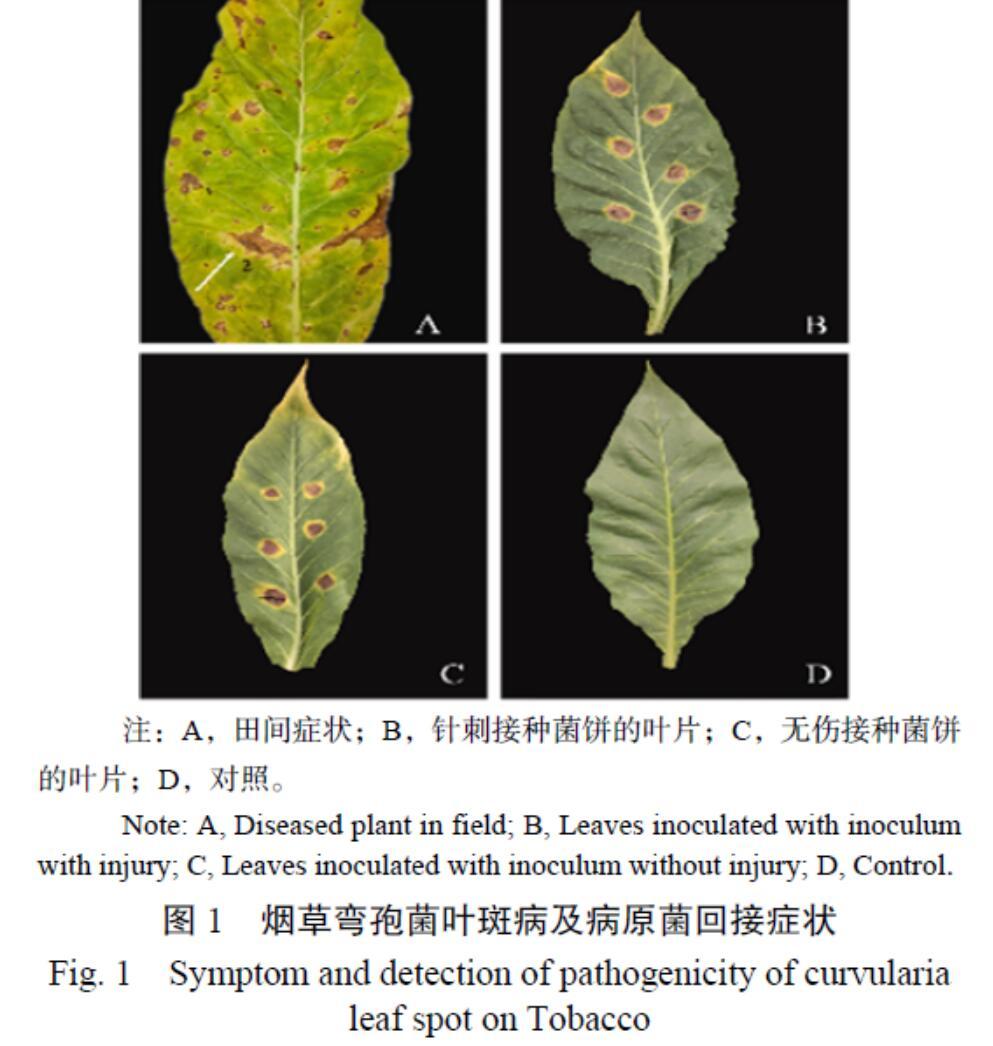 弯孢叶斑病高清图图片