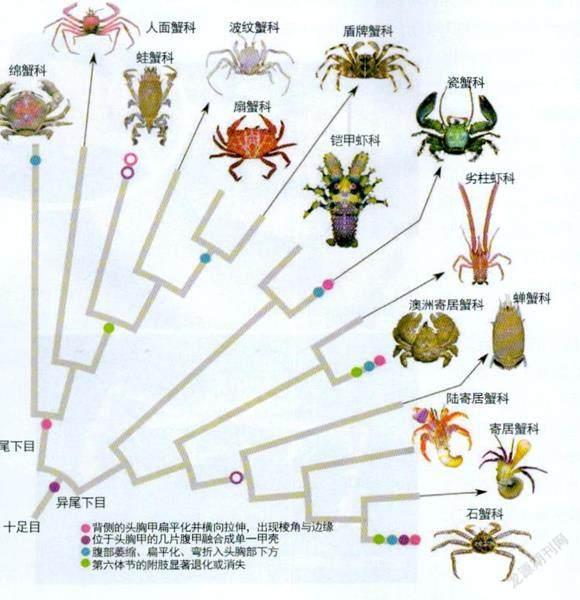 螃蟹的成长过程连图片图片