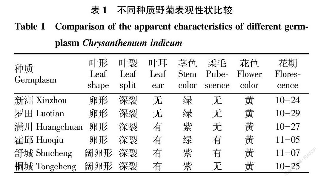 不同种质野菊栽培表现型及质量分析_参考网