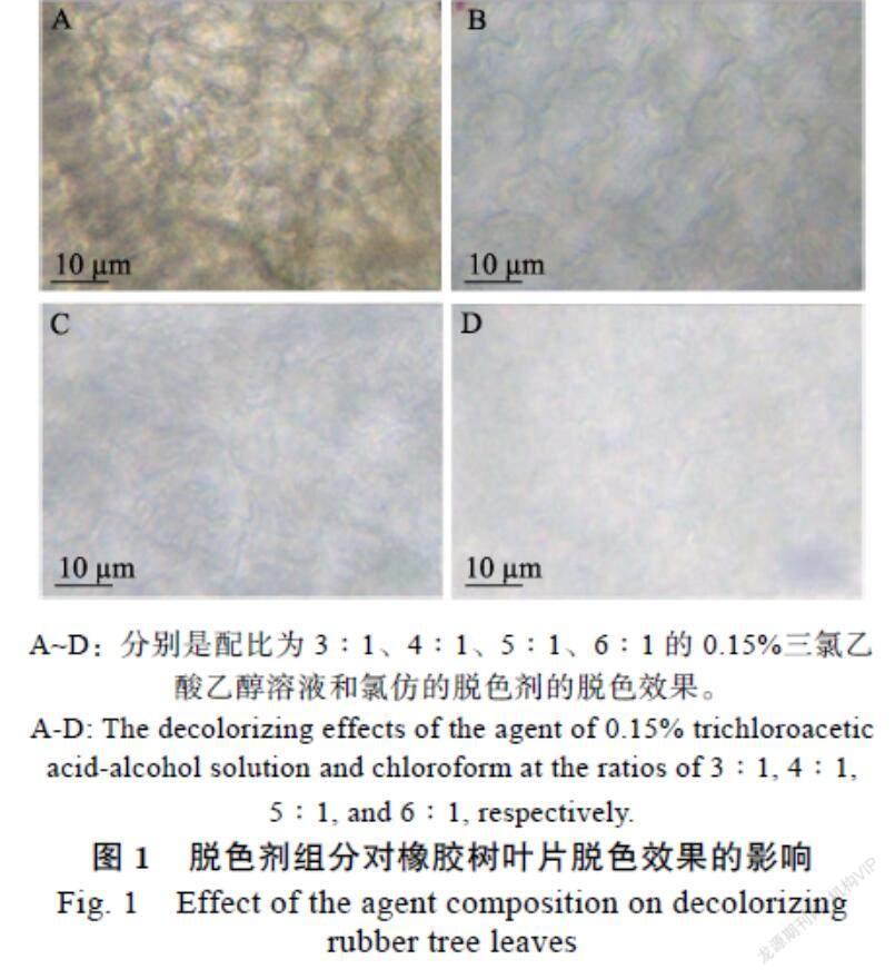 胶孢炭疽菌侵染橡胶树叶片染色方法的建立及显微观察