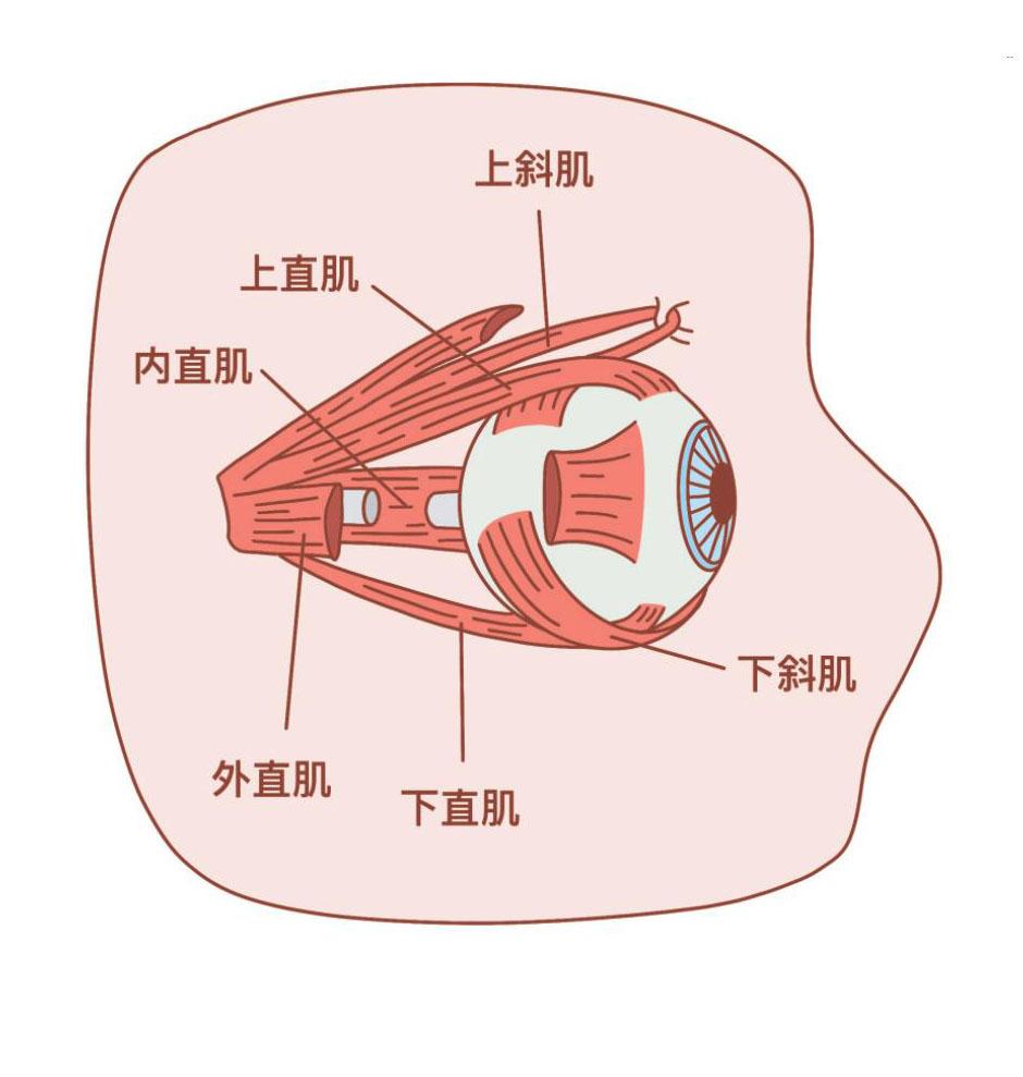 瞳孔括约肌图片图片