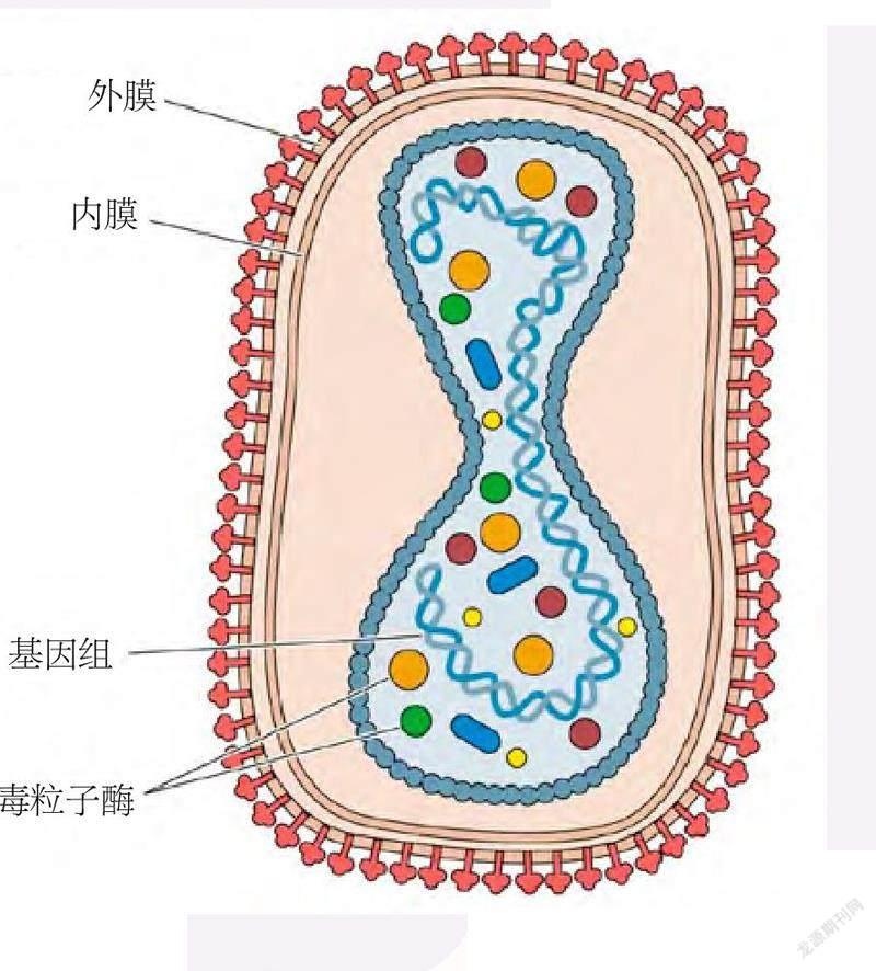 天花病毒结构图