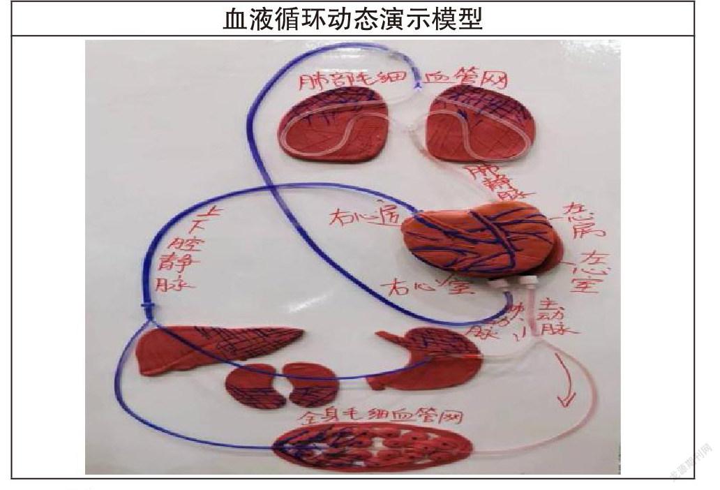 自制简易血液循环模型图片