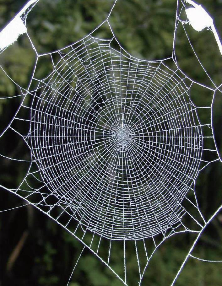 蜘蛛的织网秘密