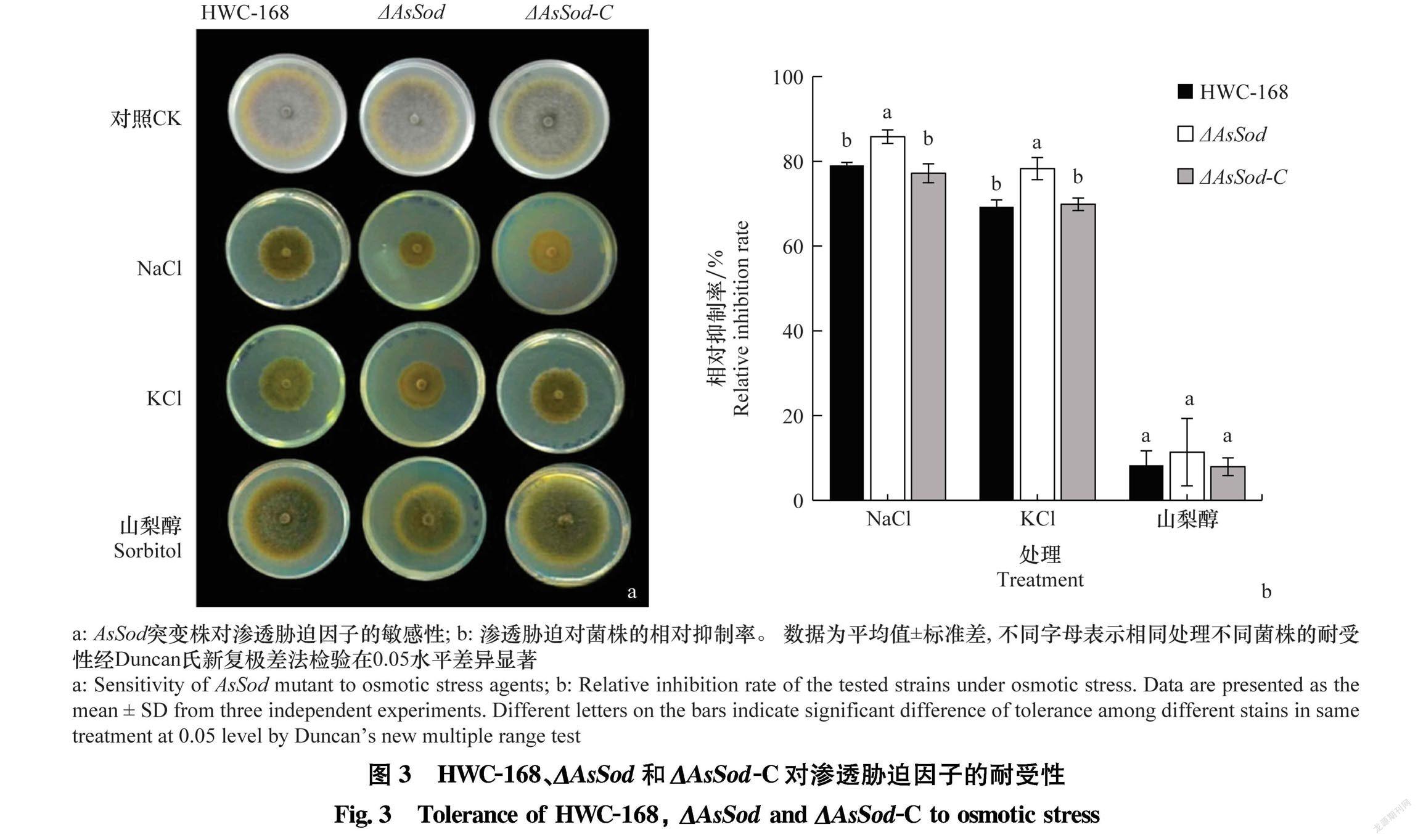 链格孢菌形态特征图片