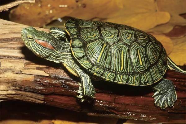 巴西龟成长过程图图片