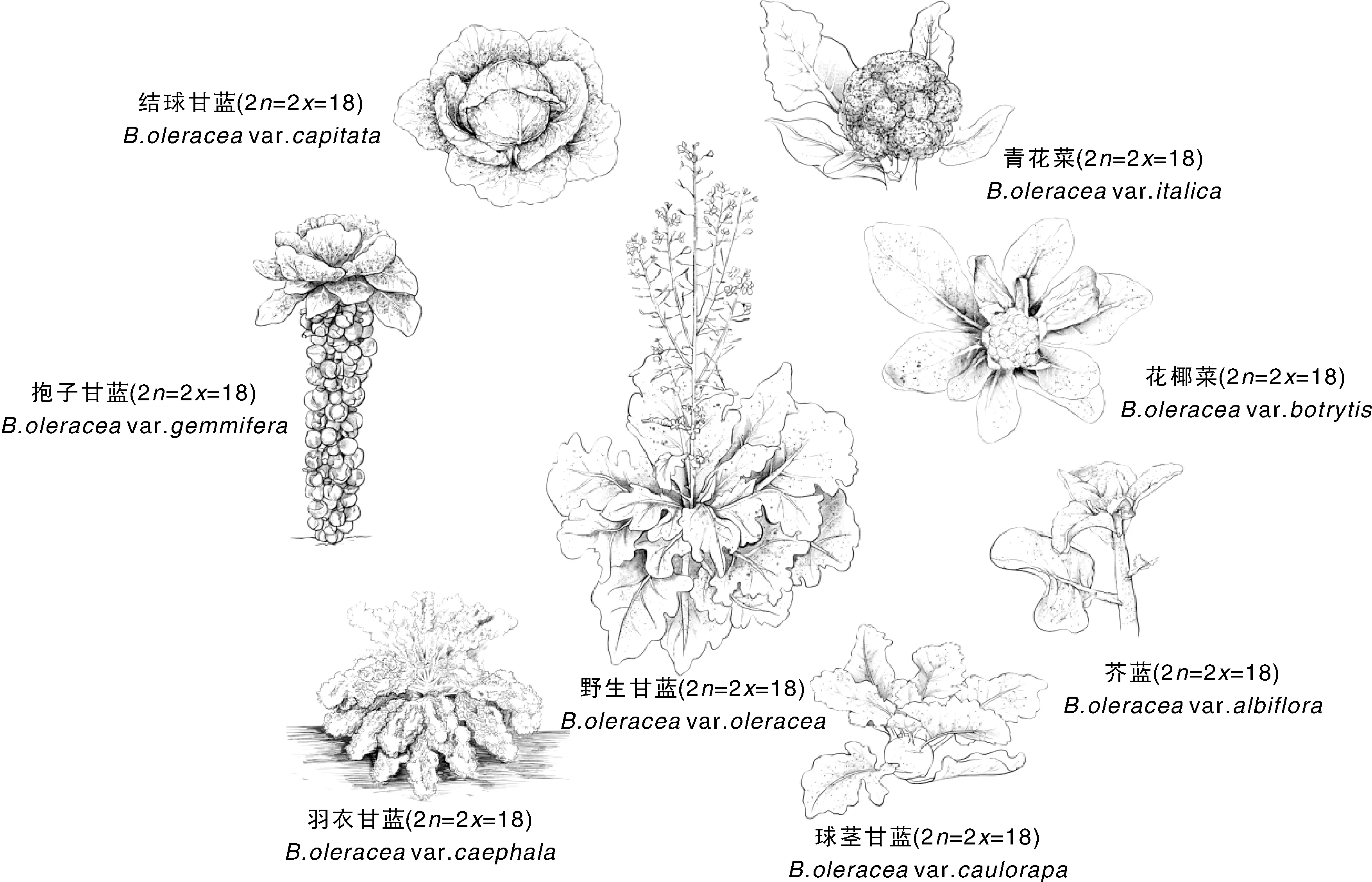 花菜的结构图片