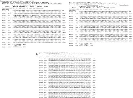 胶质瘤MAGE-D4剪接变体ab和c的表达及临床意义*_参考网